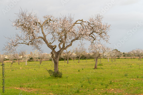 Prunus dulcis Mandelbaum Mandelblüte Mallorca Spanien
