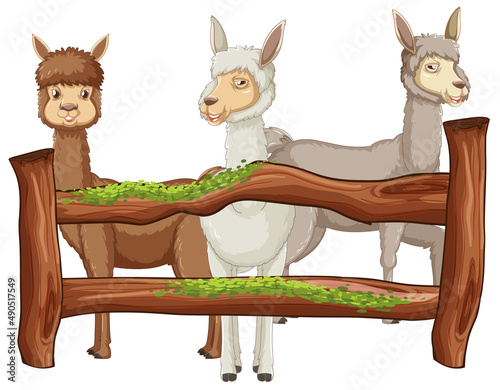 Funny alpaca with wooden fence