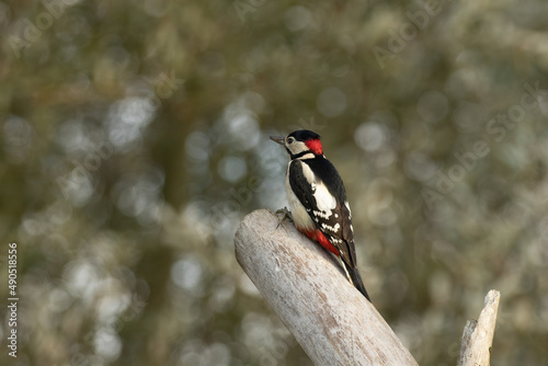 Great Spotted Woodpecker, Dendrocopos major, perched on tree trunk with copy space of blurred woodland background