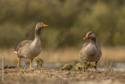 Greylag goose Family