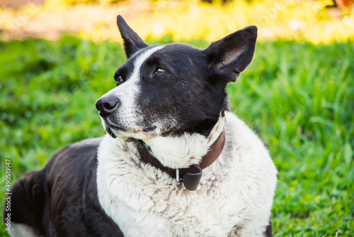 Domestic dog looks into distance. The pet is resting in nature and lies on spring grass.