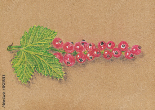 Pastel pensils drawing of red currant branch
