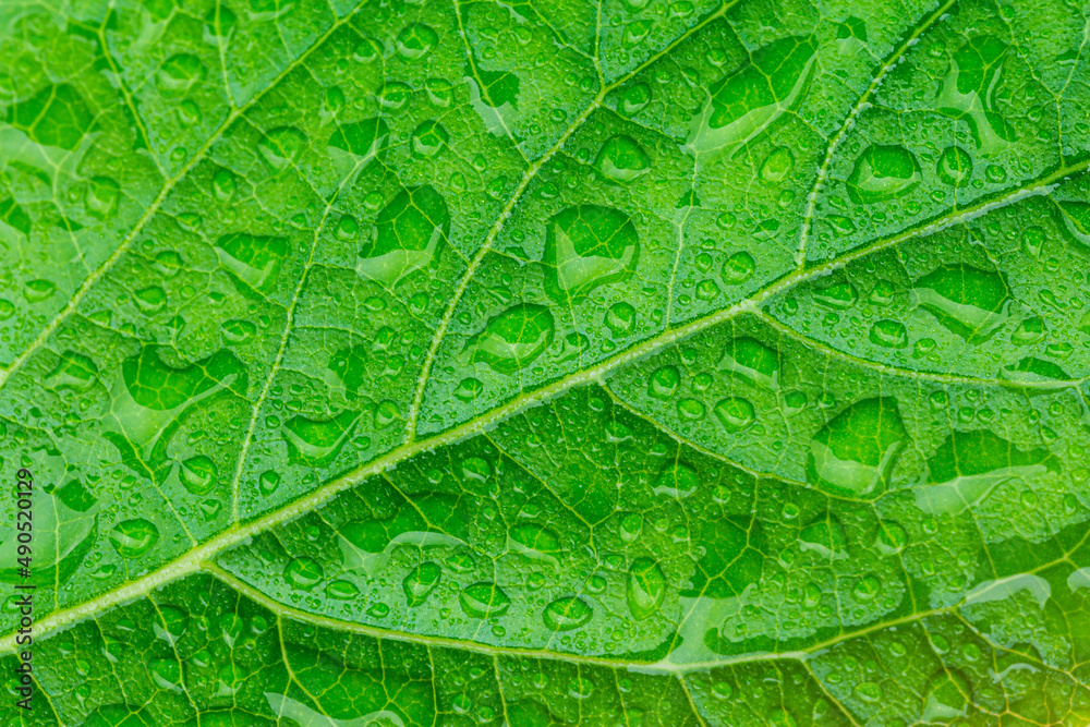green macro leaf and water drop,Water drops on leaf in sunshine,Leaf,
Environment,
Water,
Environmental Conservation,
Nature, green macro leaf and water drop,Water drops on leaf in sunshine,Leaf,
Environment,
Water,
Environmental Conservation,
Nature,