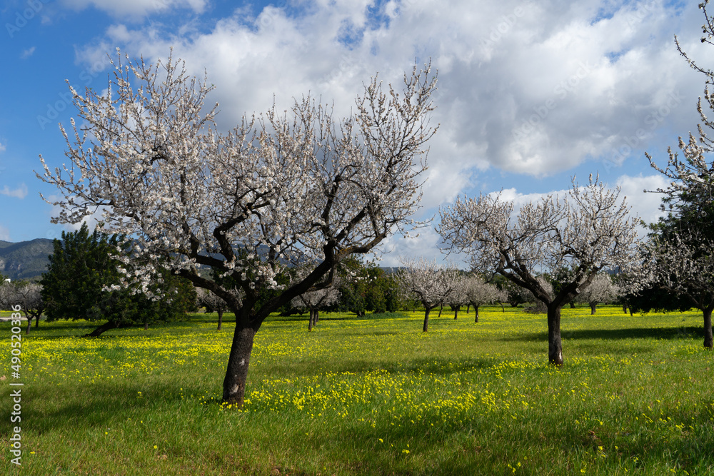 Prunus dulcis Mandelbaum Mandelblüte Mallorca Spanien Prunus dulcis Mandelbaum Mandelblüte Mallorca Spanien