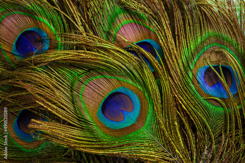 macro peacock feathersPeacock feathers closeup