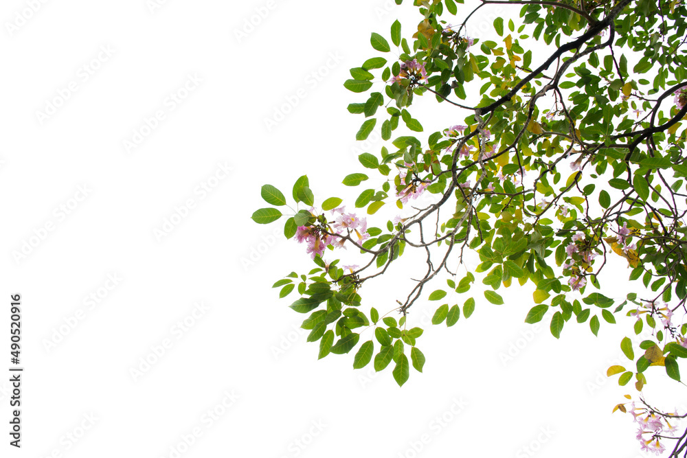 green leaf and twig isolated on white background green leaf and twig isolated on white background