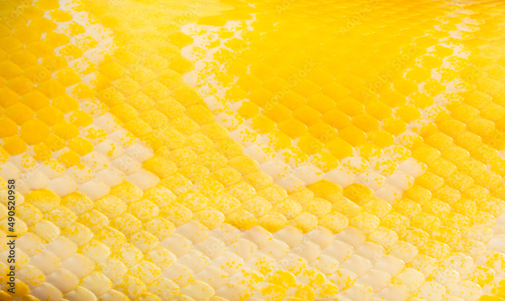Golden python scale texture,close up view of golden python (Python ...