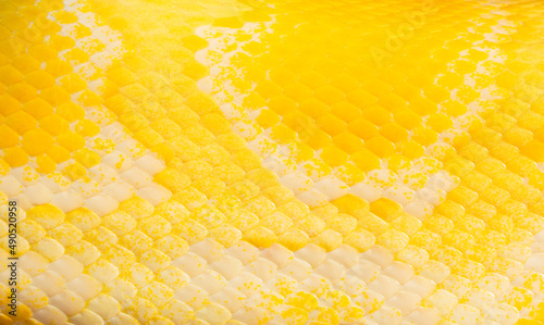 Golden python scale texture,close up view of golden python (Python bivittatus) skin texture,Scales of a golden python ,Texture. The skin of a live yellow snake with white stripes. Gold reticulated pyt