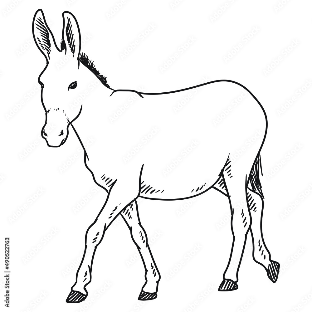 donkey illustration