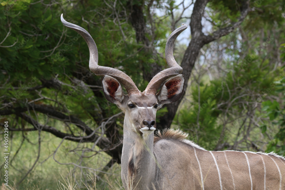 Kruger National Park, South Africa: Kudu bull Kruger National Park, South Africa: Kudu bull