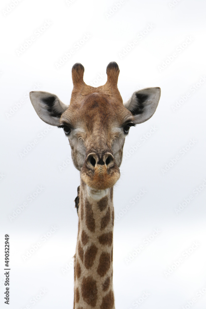 Kruger National Park, South Africa: portrait of a giraffe