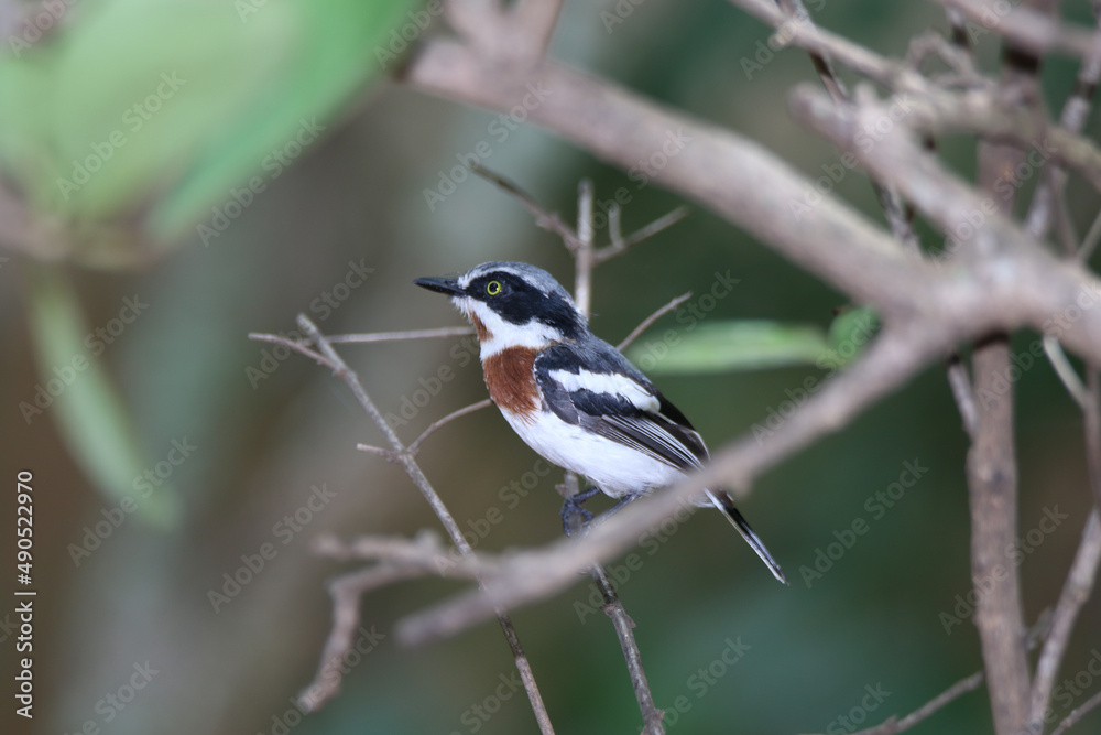 Naklejka premium Kruger National Park, South Africa: Chinspot batis