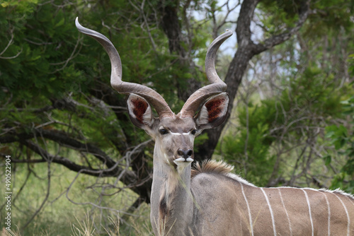 Photography Kruger National Park, South Africa: Kudu bull