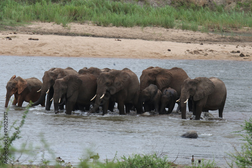 Kruger National Park  South Africa  elephant herd crossing Sabie River