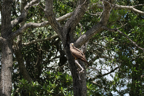 Kruger National Park, South Africa: Yellow-billed kite © Peter