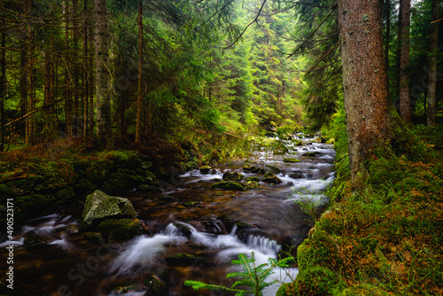 river in the forest