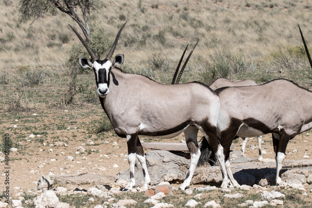 Fototapeta premium Kgalagadi Transfrontier National Park, South Africa: Gemsbok