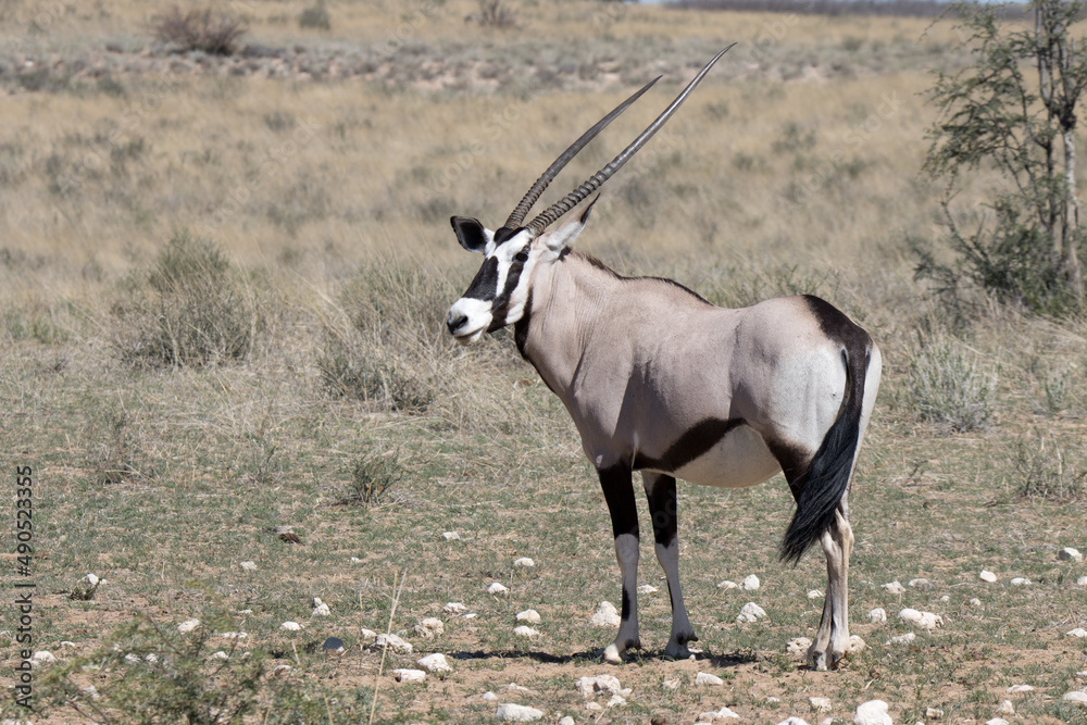 Kgalagadi Transfrontier National Park, South Africa: Gemsbok Kgalagadi Transfrontier National Park, South Africa: Gemsbok