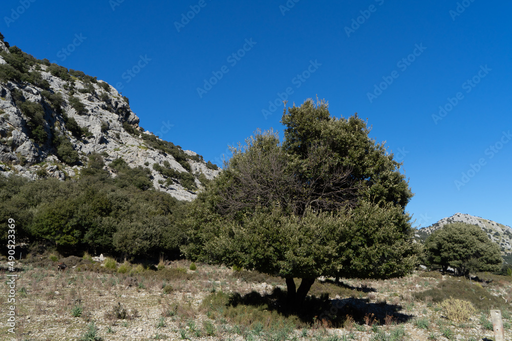 Embassament de Cúber Refugio de Cúber Mallorca Spanien