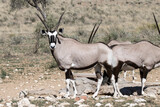 Kgalagadi Transfrontier National Park, South Africa: Gemsbok