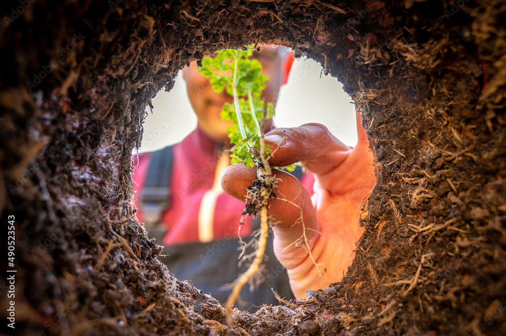Gärtner pflanzt Keimling in den Erdboden foto de Stock Adobe Stock