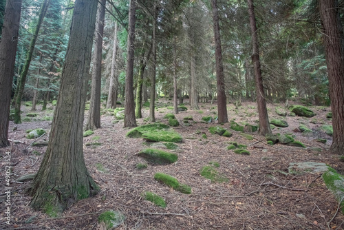 Mossy rocks and trees from deep forest