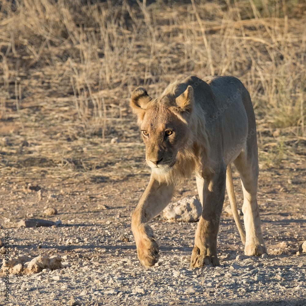 Kgalagadi Transfrontier National Park, South Africa: juvenile male lion Kgalagadi Transfrontier National Park, South Africa: juvenile male lion
