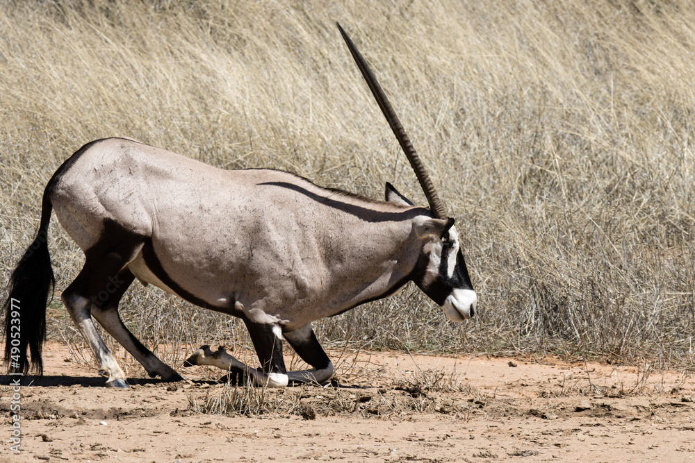 Kgalagadi Transfrontier National Park, South Africa: Gemsbok Kgalagadi Transfrontier National Park, South Africa: Gemsbok