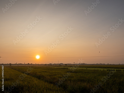 Paddy Field in the morning light during sunrise © azamshah72