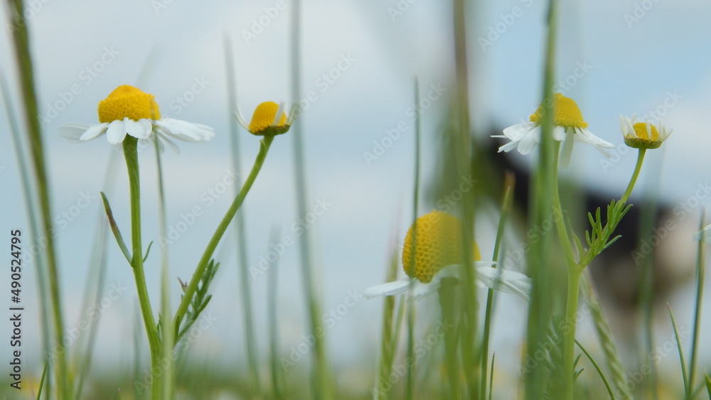 Fototapeta premium Chamomile Flowers and a Dog