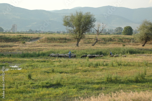 Village Farmers with their Sheep