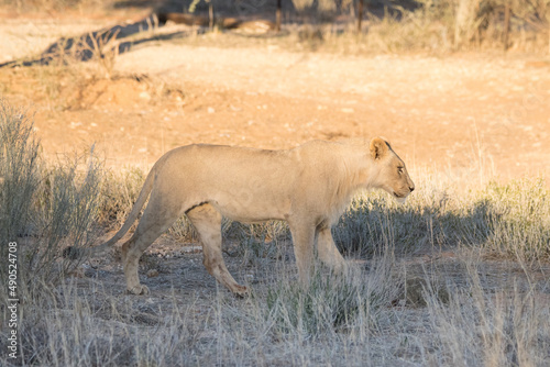 Kgalagadi Transfrontier National Park  South Africa  lion