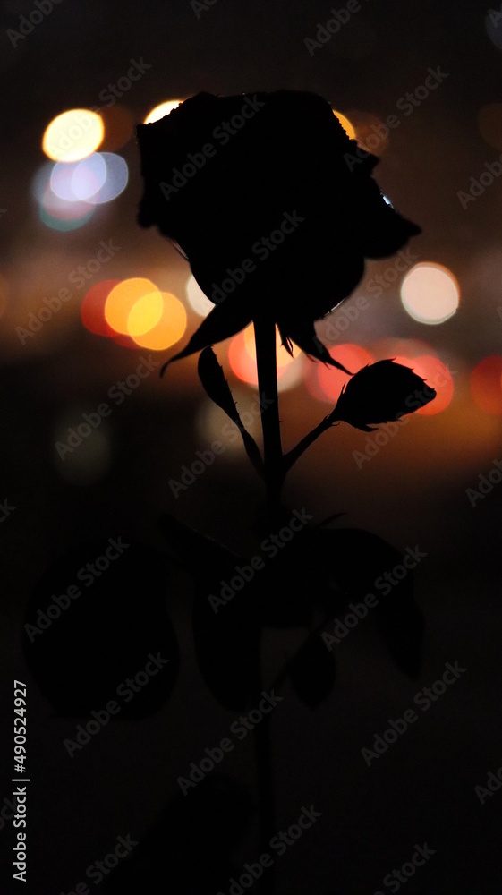 Naklejka premium Rose silhouette, by the window. 