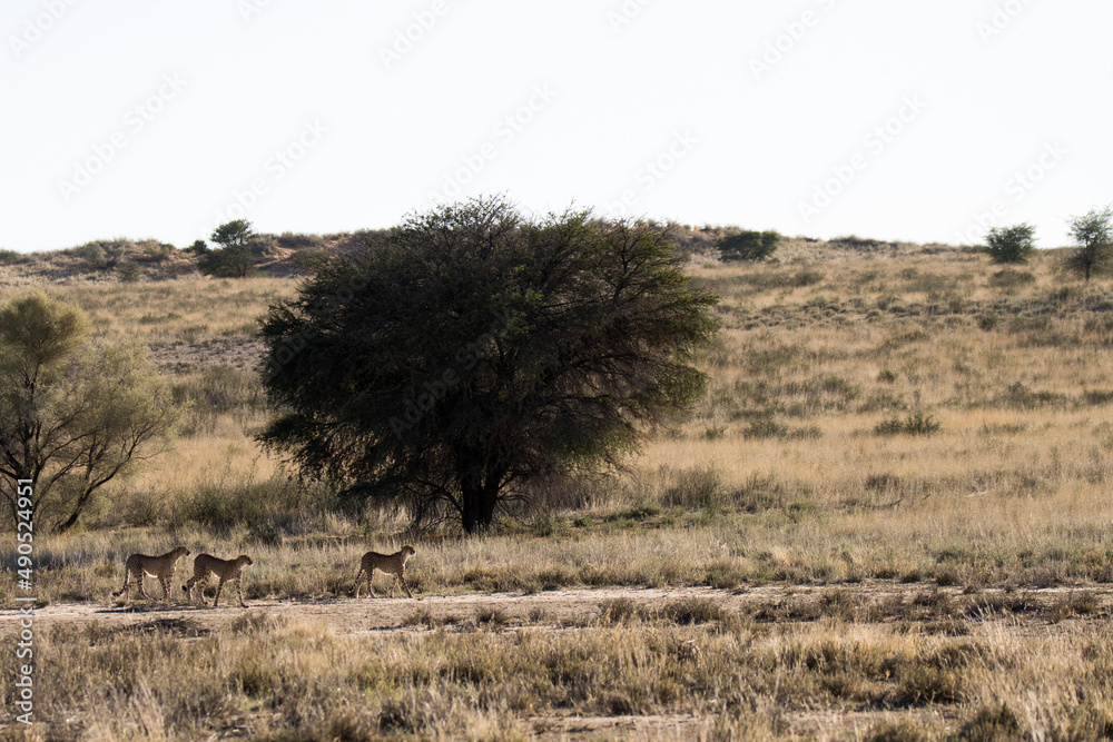 Kgalagadi Transfrontier National Park, South Africa: Landscape with cheetah