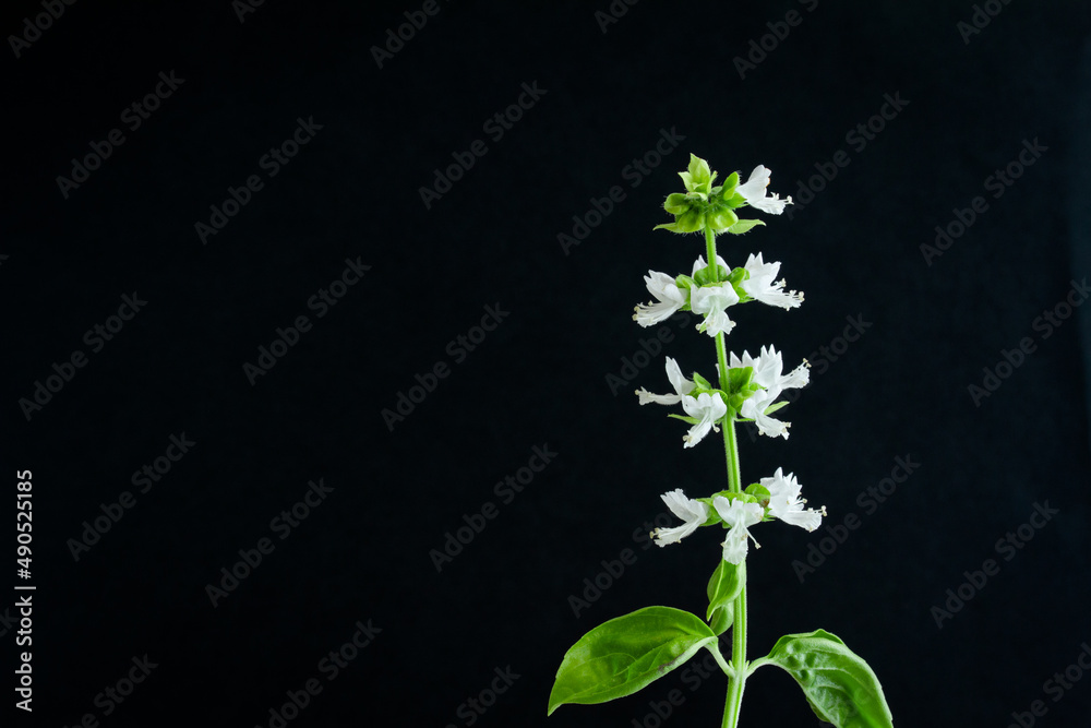 黒い背景と1本の白いバジルの花 Stock Photo Adobe Stock