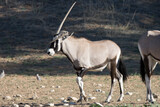 Kgalagadi Transfrontier National Park, South Africa: Gemsbok with deformed horn