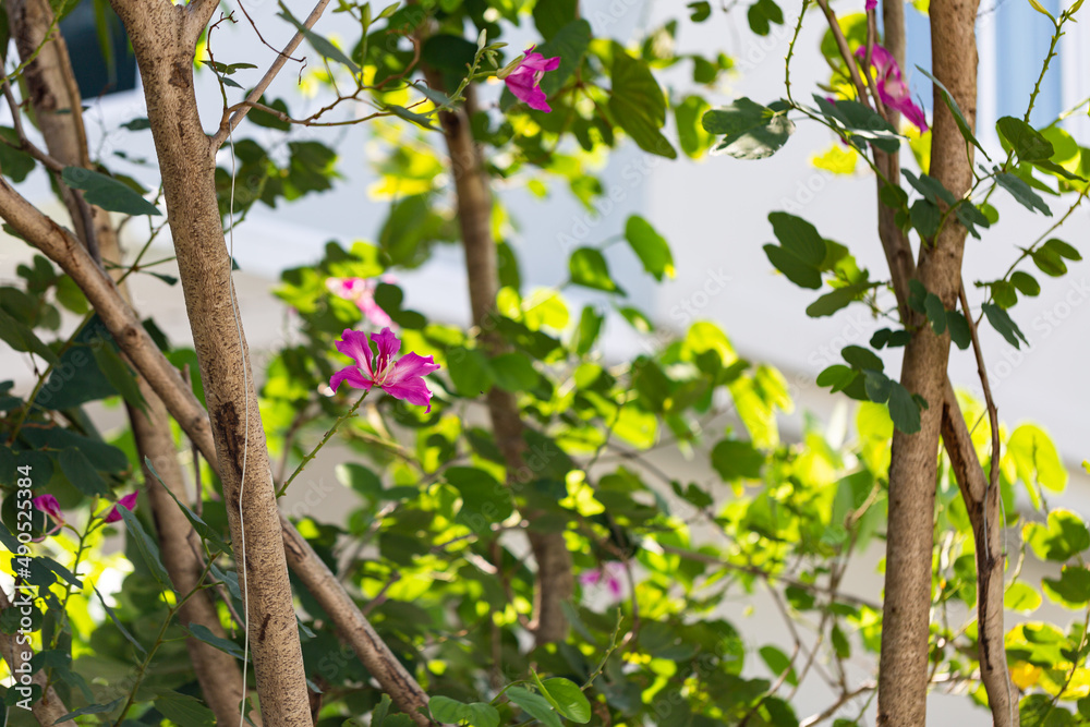 Orchid tree, Purple orchid tree, Butterfly tree, Purple bauhinia, Hong kong orchid tree Orchid tree, Purple orchid tree, Butterfly tree, Purple bauhinia, Hong kong orchid tree