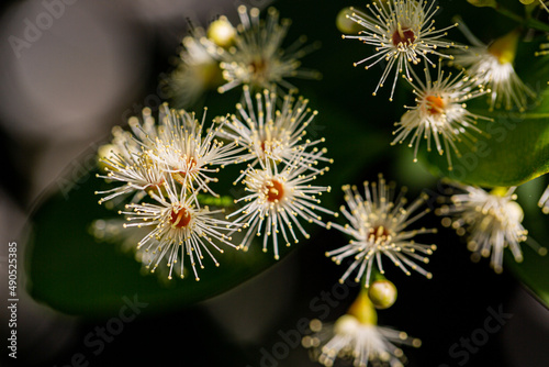 Scientific name Syzygium australe   J.C. Wendl. Ex Link   B.Hyland.Common names  Australian Rose Apple  Brush Cherry  Creek Lily pilly  Creek..Wong - MYRTACEAE