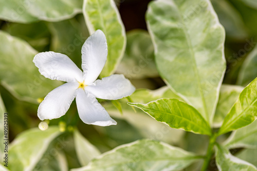 Flower of variegated crepe jasmine or Tabernaemontana divaricata 'Silver Ice' or Variegated Great Rosebay (Tabernaemontana corymbosa). photo