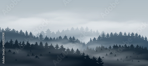 Beautiful coniferous forest with fog