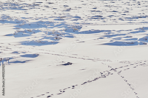 Snow-covered ice surface of the river on a winter day. Traces of people and animals. Light and shade.