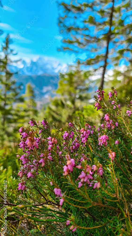 Bell heather with scenic view of snow capped mountain peaks of Karawanks on the way to Sinacher Gupf in Carinthia, Austria. Mount Wertatscha is visible through dense forest in early spring. Rosental