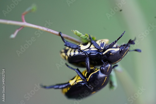 Pair of black and yellow beetles Rutela Lineola (Scarabaeidae, Rutelinae). Village Solimoes near the river Rio Tapajós, Pará state, Brazil. photo