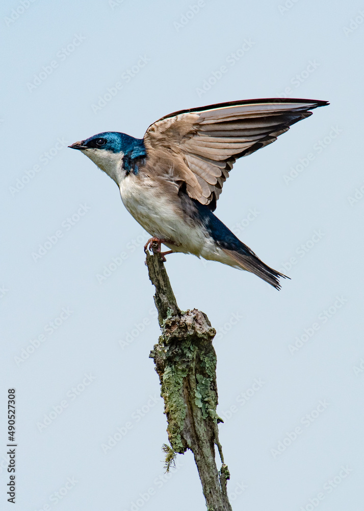 Male tree swallow along the New Boston Trail, Fairhaven, Massachusetts
Male tree swallow along the New Boston Trail, Fairhaven, Massachusetts