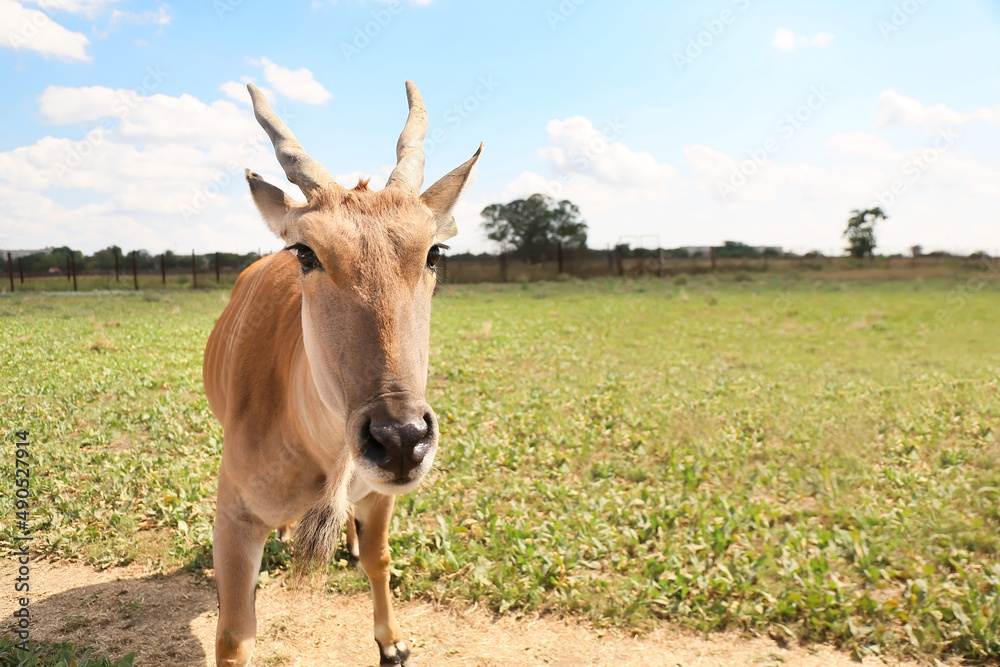 Eland (Tragelaphus oryx) in wildlife sanctuary