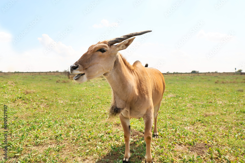 Eland (Tragelaphus oryx) in wildlife sanctuary Eland (Tragelaphus oryx) in wildlife sanctuary