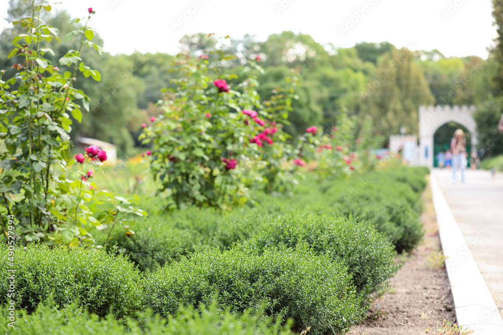 Beautiful blooming park on summer day