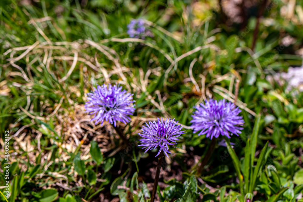 Globularia cordifolia flower in mountains, close up Globularia cordifolia flower in mountains, close up