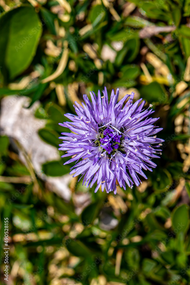 Globularia cordifolia flower growing in mountains, close up Globularia cordifolia flower growing in mountains, close up
