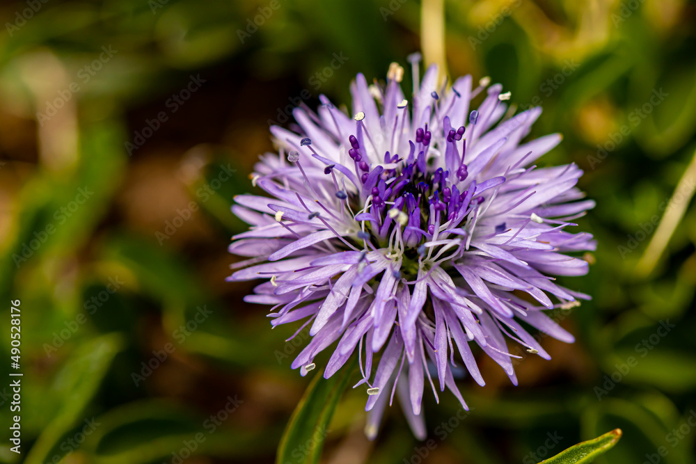 Globularia cordifolia flower in mountains, close up shoot Globularia cordifolia flower in mountains, close up shoot